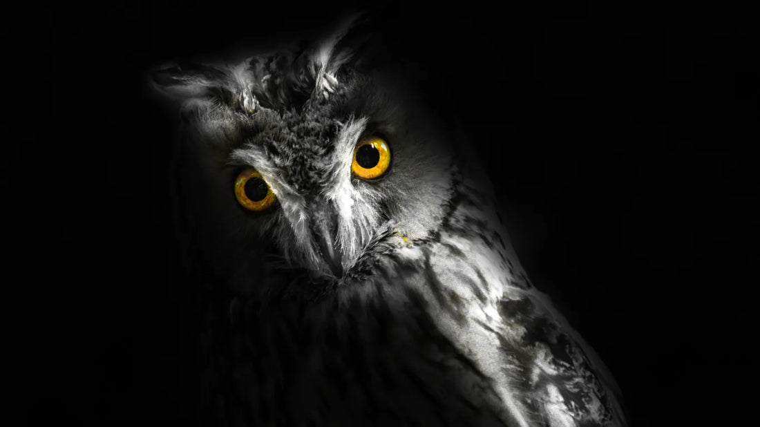 How Night Owls Fix Late Night Sleep Schedule