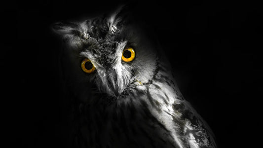 How Night Owls Fix Late Night Sleep Schedule